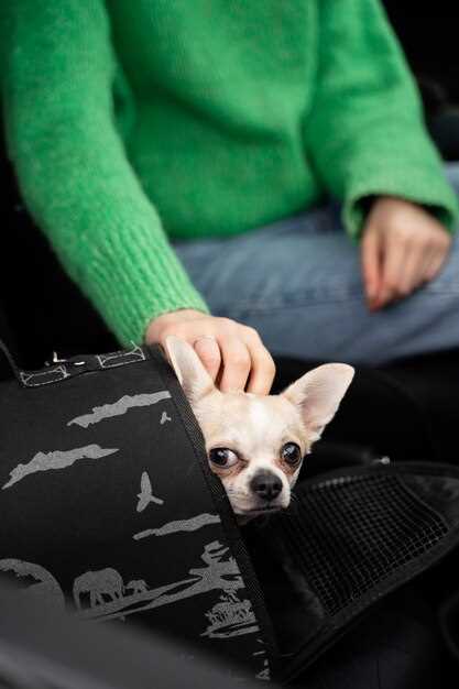Best Tools for Removing Pet Hair from Car Upholstery